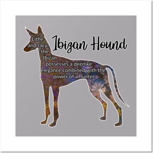 Ibizan Hound Posters and Art